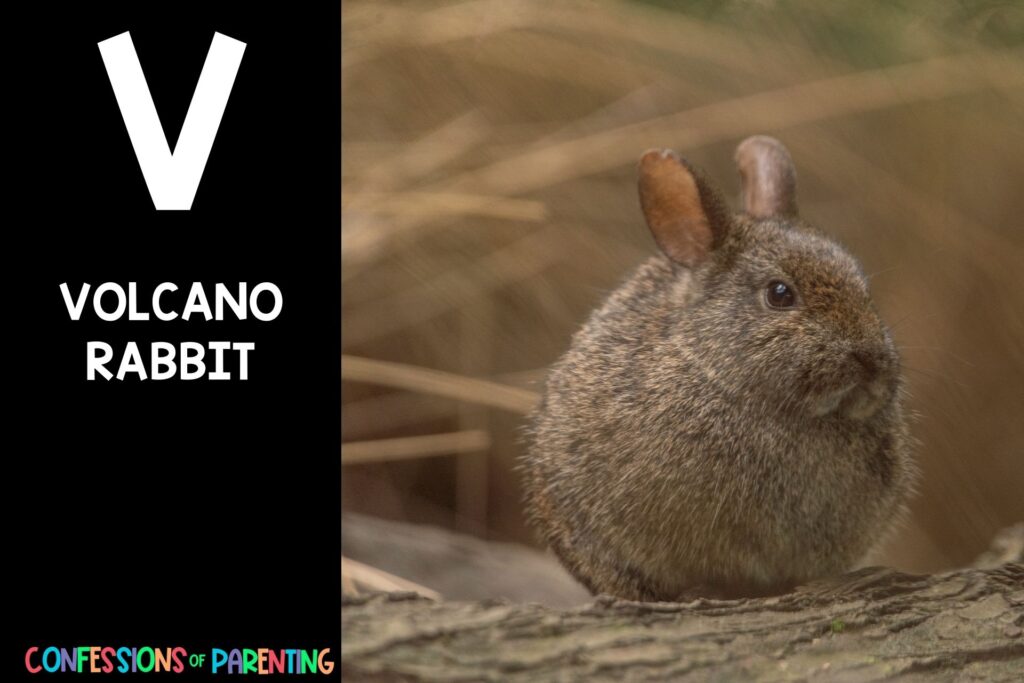 in post image with black background, bold letter V, name of an animal that starts with V and an image of a volcano rabbit