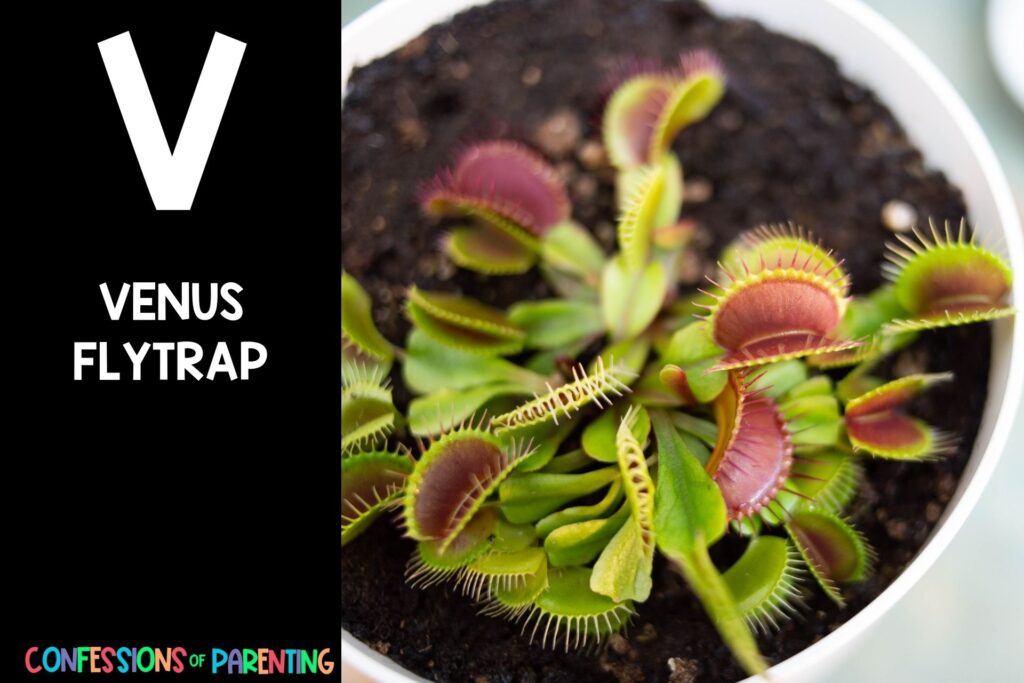 in post image with black background, bold letter V, name of an animal that starts with V and an image of a venus fly trap
