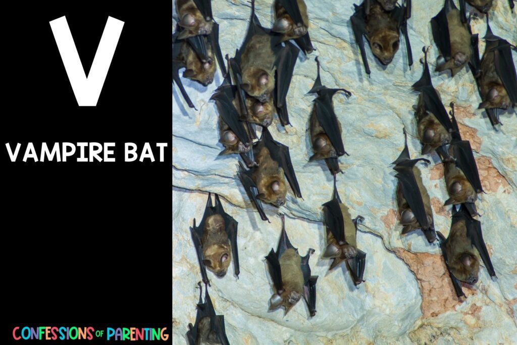 in post image with black background, bold letter V, name of an animal that starts with V and an image of a vampire bat