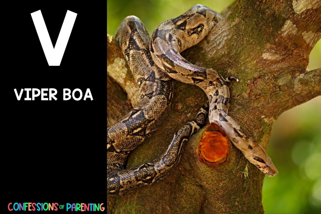 in post image with black background, bold letter V, name of an animal that starts with V and an image of a viper boa