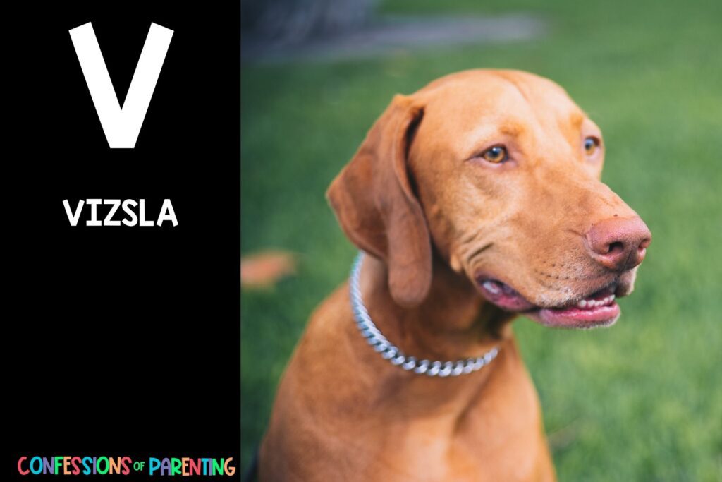 in post image with black background, bold letter V, name of an animal that starts with V and an image of a vizsla
