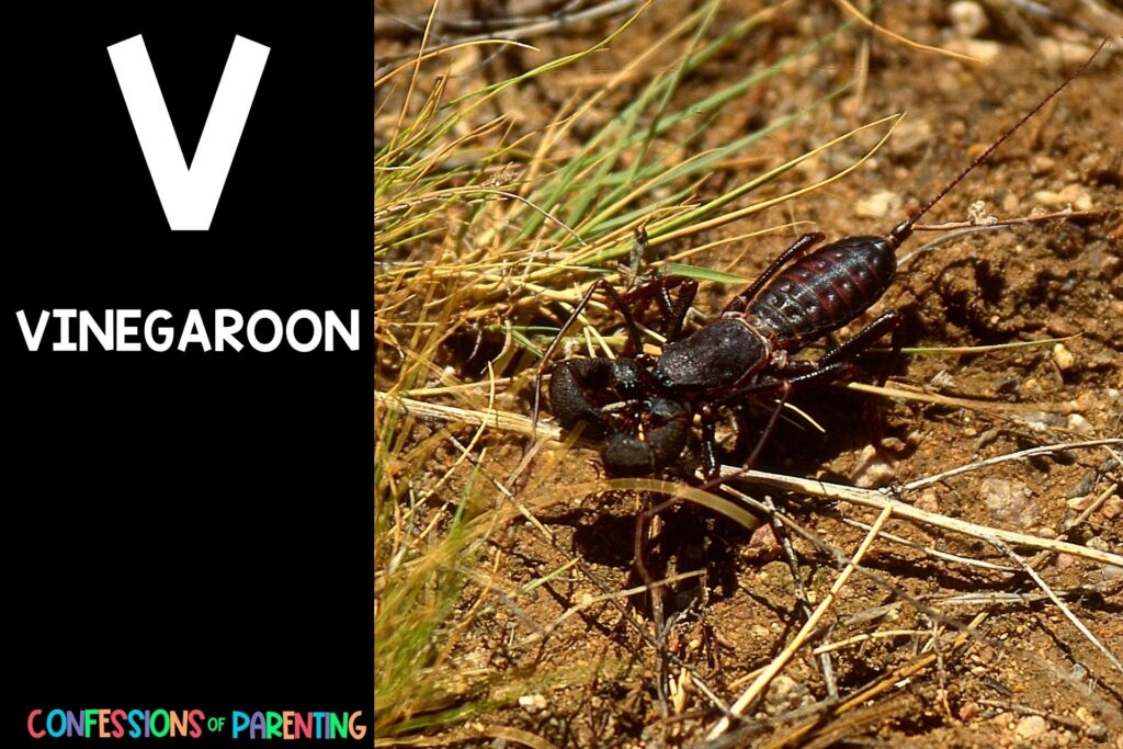 in post image with black background, bold letter V, name of an animal that starts with V and an image of a vinegaroon