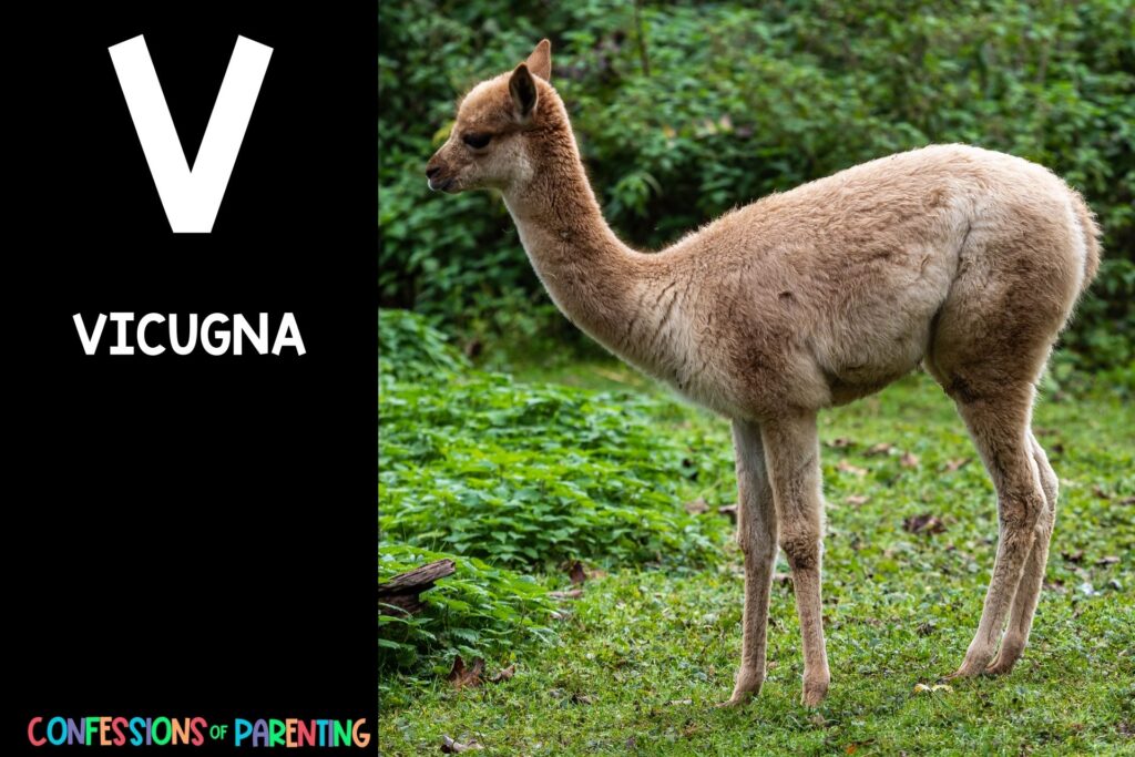 in post image with black background, bold letter V, name of an animal that starts with V and an image of a vicugna