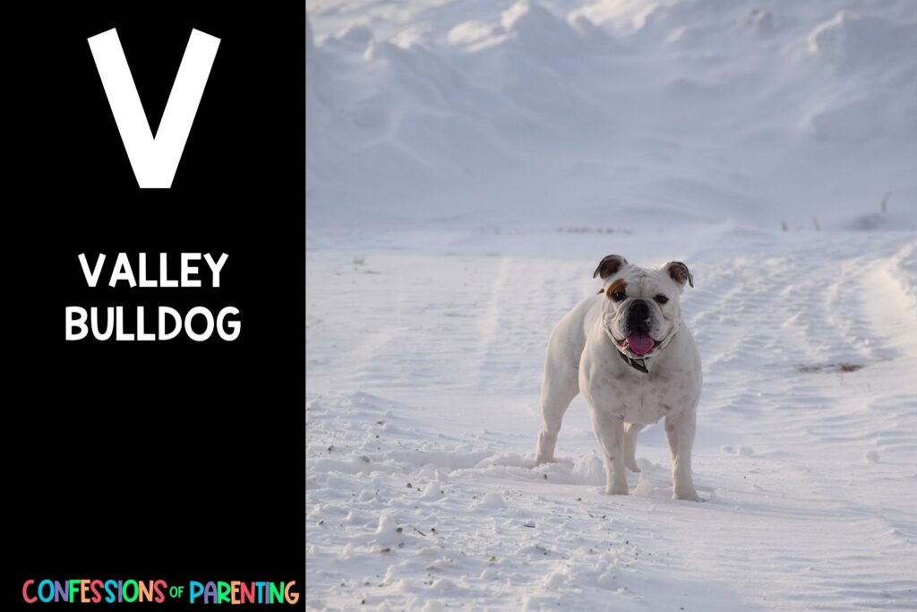 in post image with black background, bold letter V, name of an animal that starts with V and an image of a valley bulldog