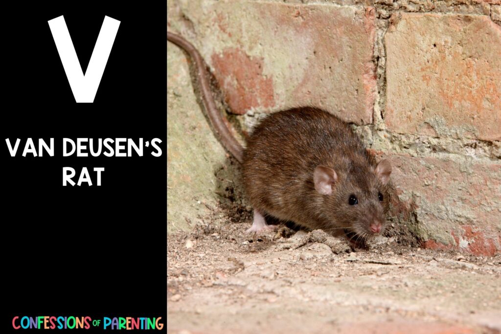 in post image with black background, bold letter V, name of an animal that starts with V and an image of a van deusen's rat