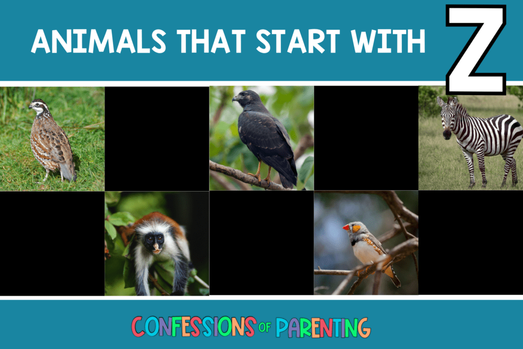 featured image with teal background, bold white title that says "Animals That Start With Z" and images of animals that start with Z