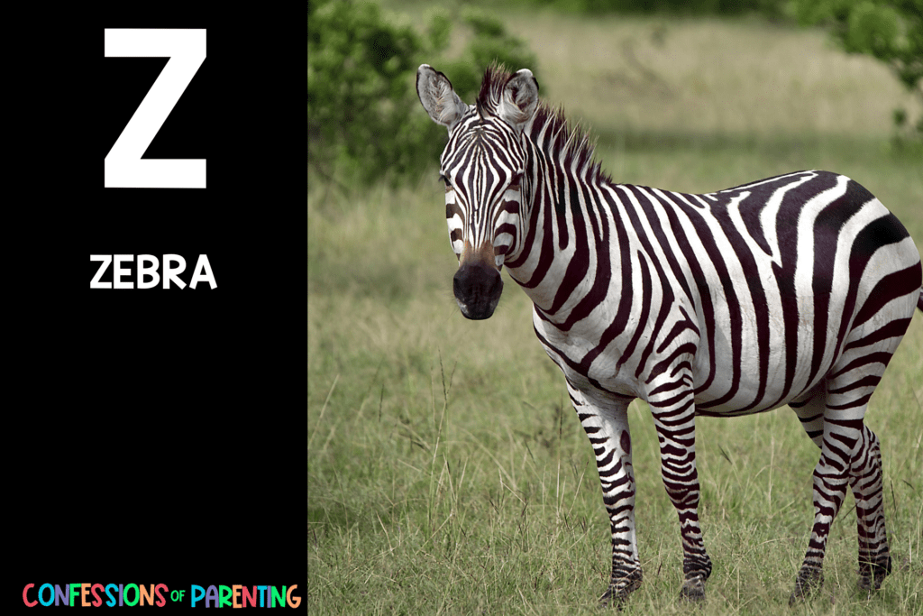 in post image with black background, bold letter Z, name of an animal that starts with Z and an image of a zebra