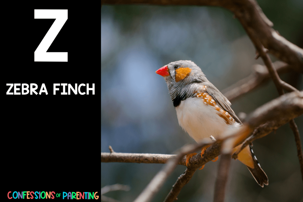 in post image with black background, bold letter Z, name of an animal that starts with Z and an image of a zebra finch