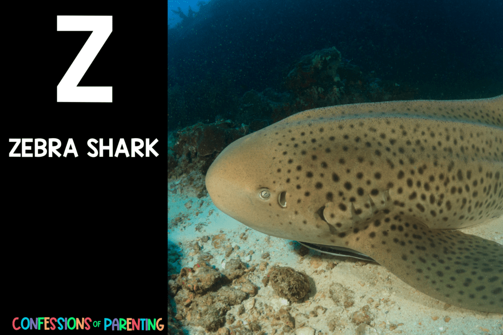 in post image with black background, bold letter Z, name of an animal that starts with Z and an image of a zebra shark