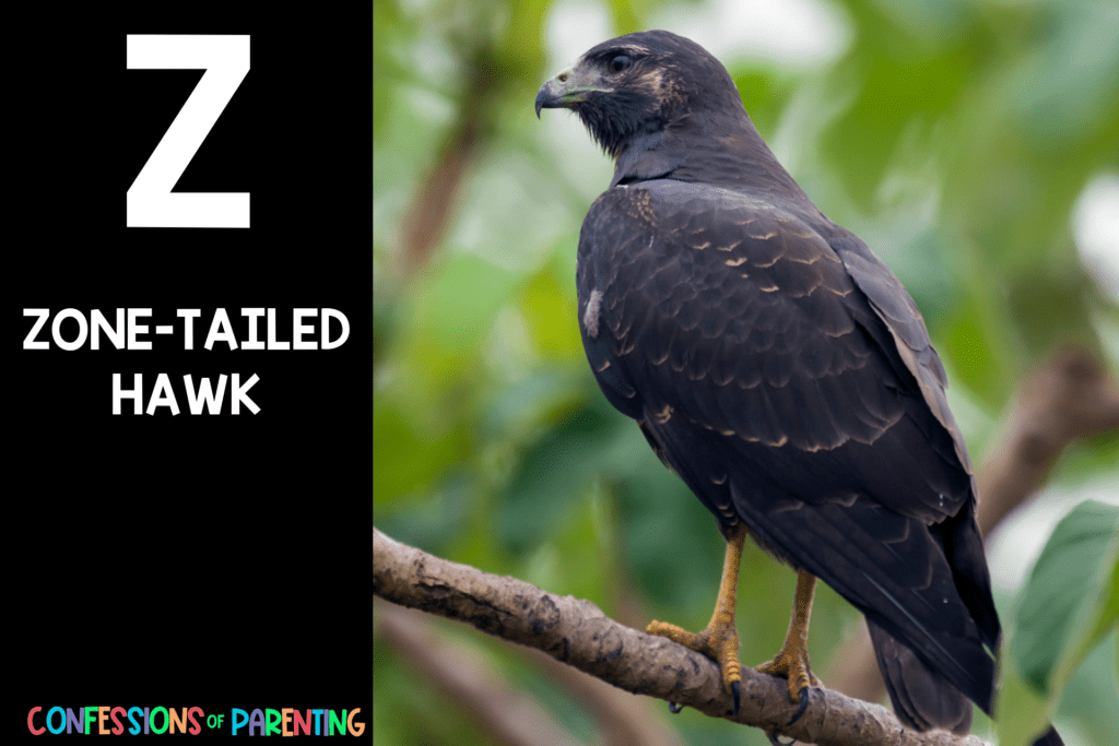 in post image with black background, bold letter Z, name of an animal that starts with Z and an image of a zone-tailed hawk