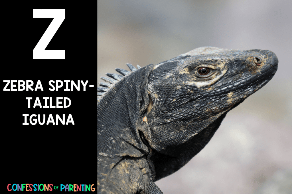 in post image with black background, bold letter Z, name of an animal that starts with Z and an image of a zebra spiny-tailed iguana