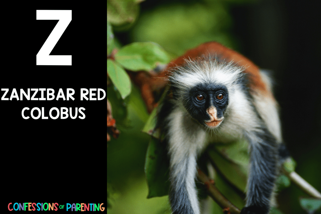 in post image with black background, bold letter Z, name of an animal that starts with Z and an image of a zanzibar red colobus