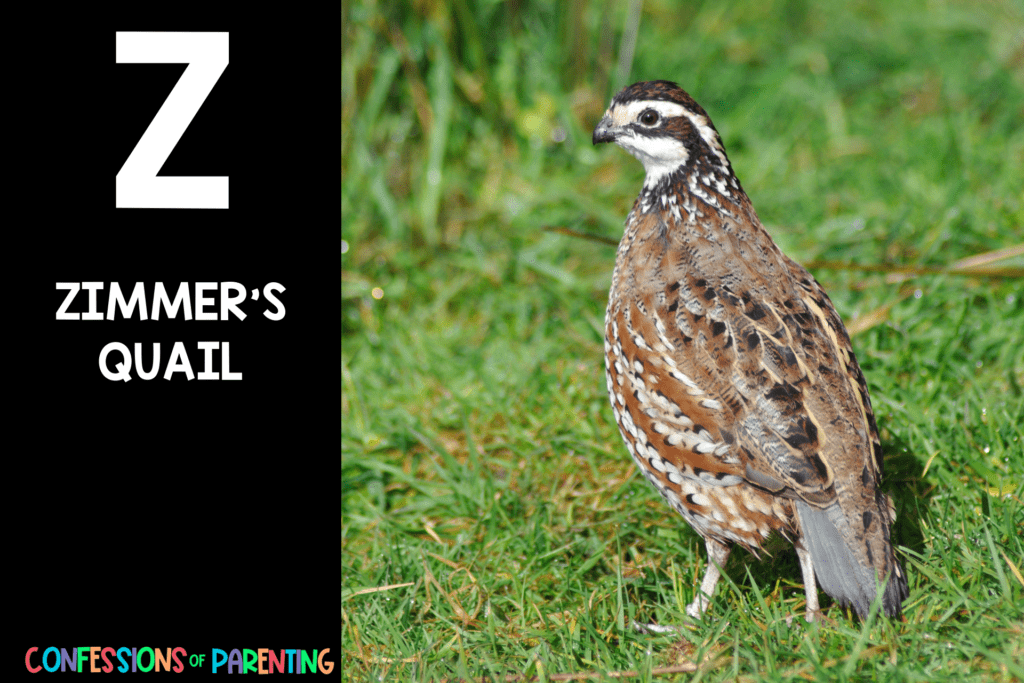 in post image with black background, bold letter Z, name of an animal that starts with Z and an image of a zimmer's quail