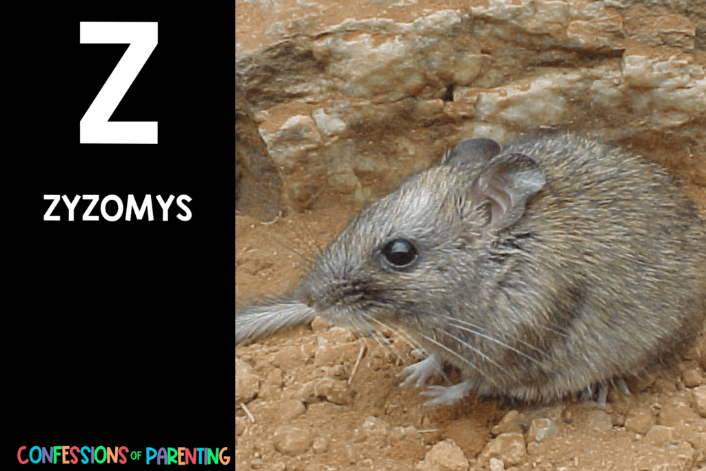 in post image with black background, bold letter Z, name of an animal that starts with Z and an image of a zyzomys