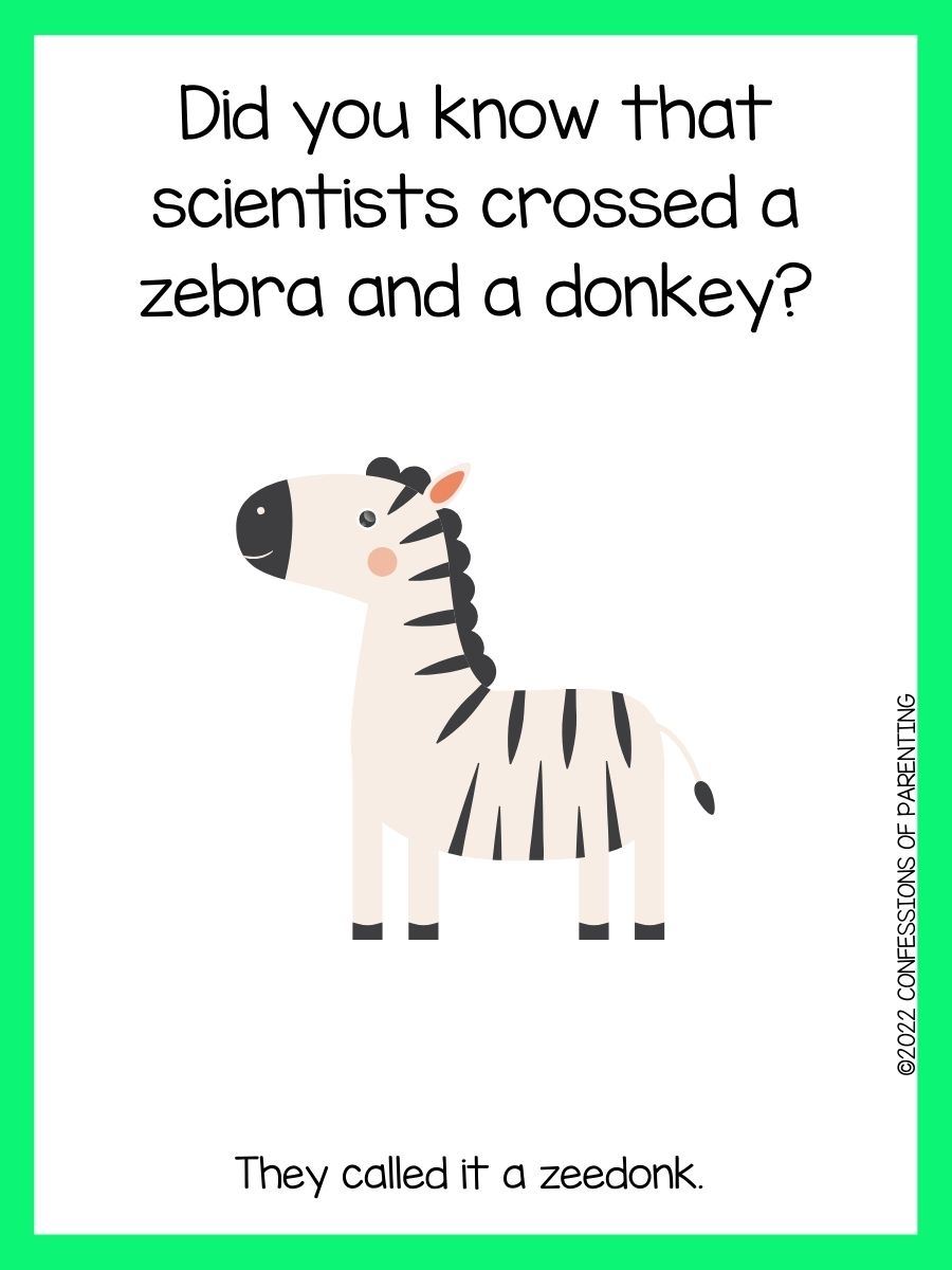 Best Zebra Jokes [Free Joke Cards]