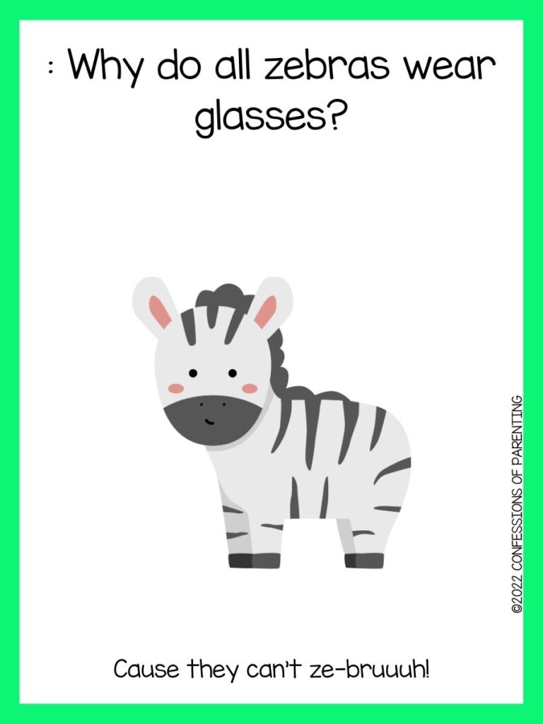 White box with green outline, a zebra image, and a zebra joke.