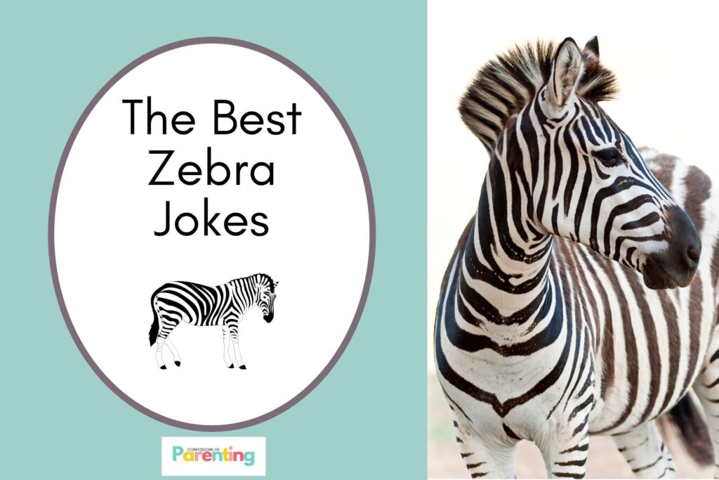 On the left: blue/green background with "The Best Zebra Jokes" in black letters, gray circle, and picture of a zebra. On the right: a picture of a zebra.