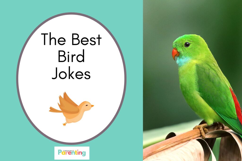 green bird on half the image with a light green background on the left with a white oval with a brown border with a image of a flying brown bird and brown writing "the best bird jokes"