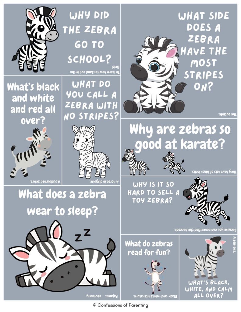 Cartoon zebra jokes collage with cute zebras, karate poses, and sleeping zebra showing funny zebra puns and animal humor on gray background image