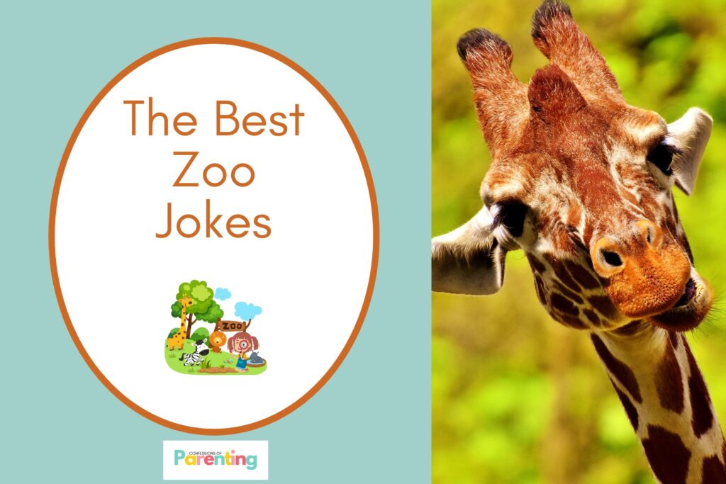 giraffe staring at you on half the image with a blue background on the left with a white oval with a grown border with a cartoon image of a zoo and brown writing "the best zoo jokes"