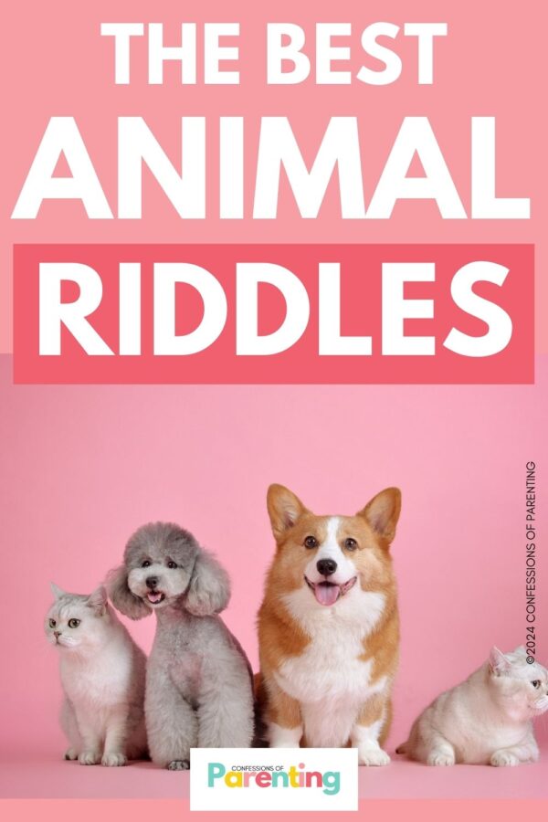 Aniaml Riddles 200 Best Animal Riddles That Will Leave You Laughing