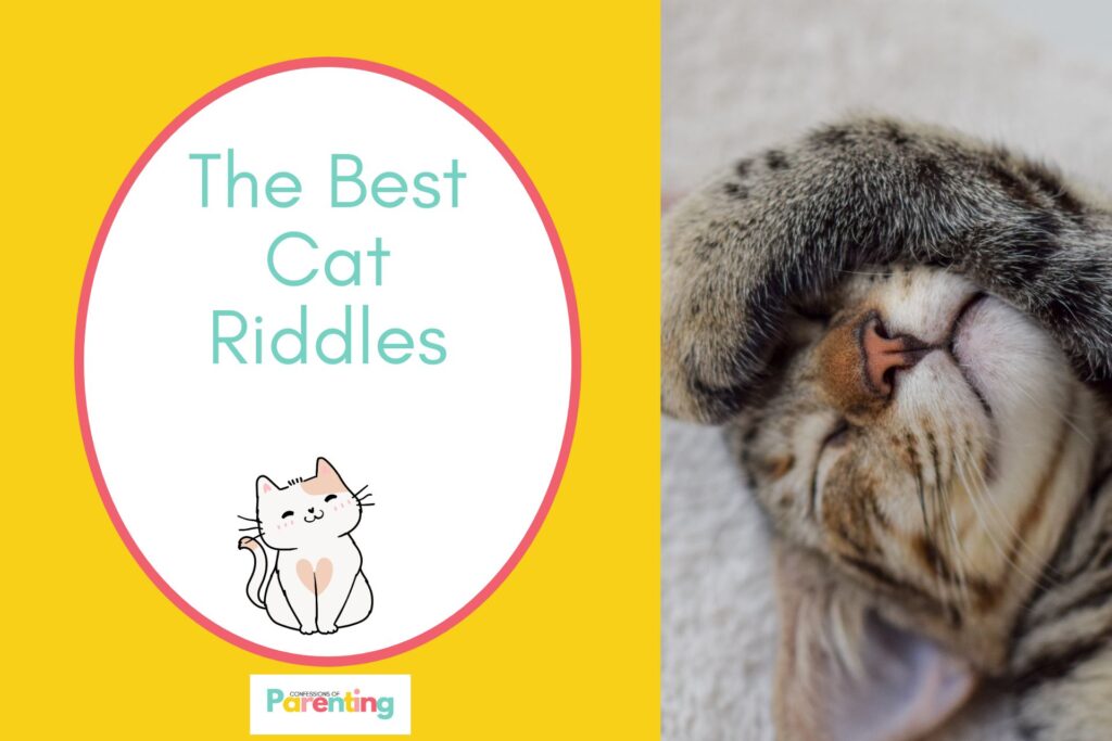 a sleepy cute cat on half the image with a yellow background on the left with a white oval with red border with a image of a a cute cat with heart drawn in the middle of body and teal writing "the best cat riddles"