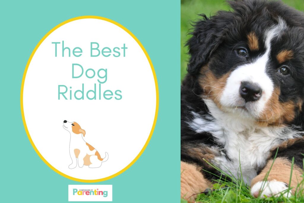 a cute bernese mountain dog on half the image with a teall background on the left with a white oval with yellow border with a image of a lined dog sitting and teal writing "the best dog riddles"