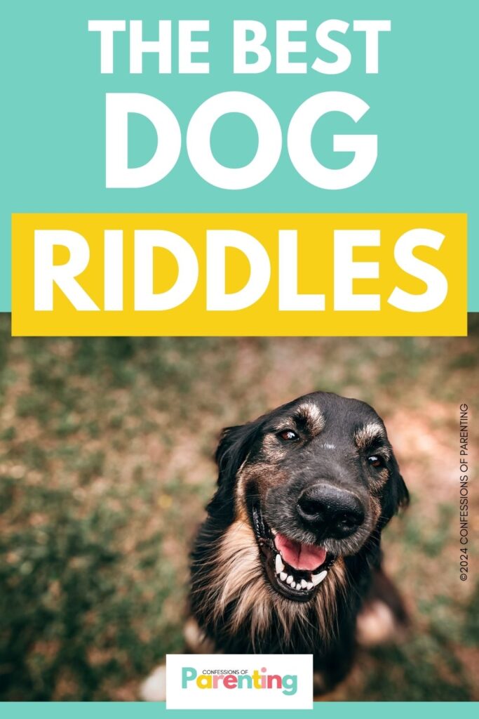 white text saying the best dog riddles in teal background with an image of a close-up photo of a dog
