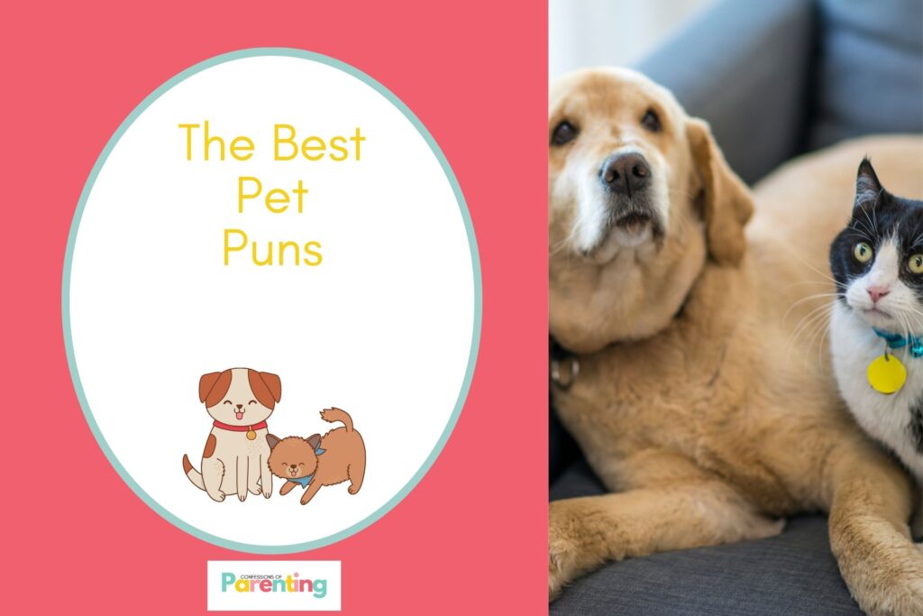 cute bown dog and cat on half the image with red background on the left with a white oval with teal border with a image of a white andd orange dog and orange cat playing and yellow writing " the best pet puns"