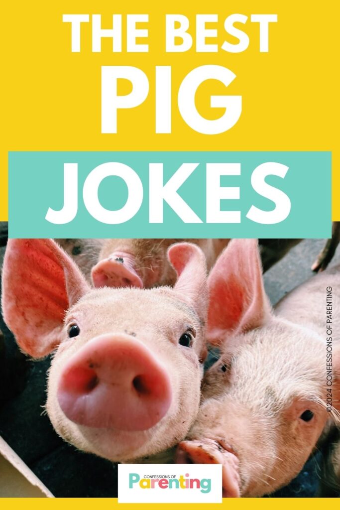 white text saying the best pig jokes in yellow background with a close up photos of pigs
