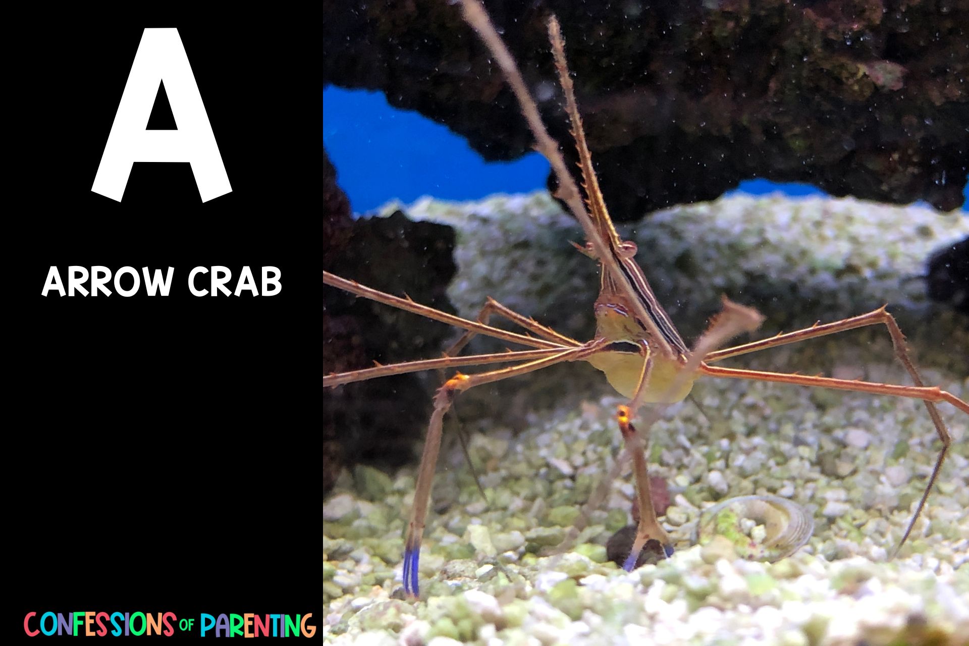 44 Fun Sea Animals That Start With A [Plus Facts]