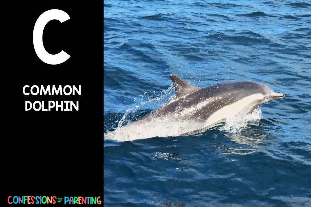 Sea Animals That Start With C: Common dolphin