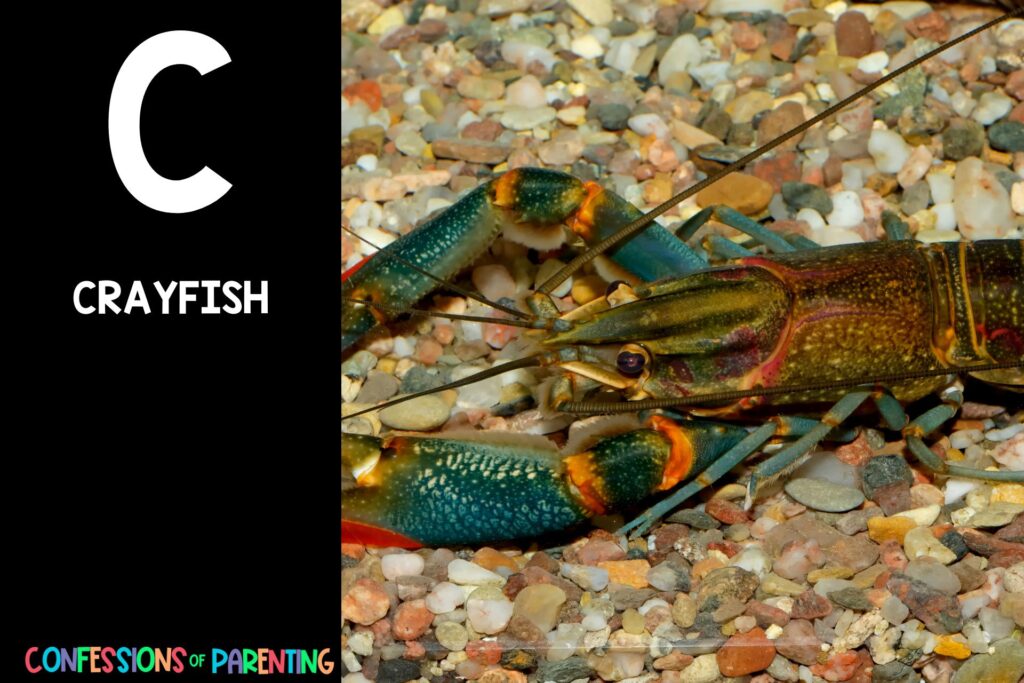 Sea Animals That Start With C: Crayfish