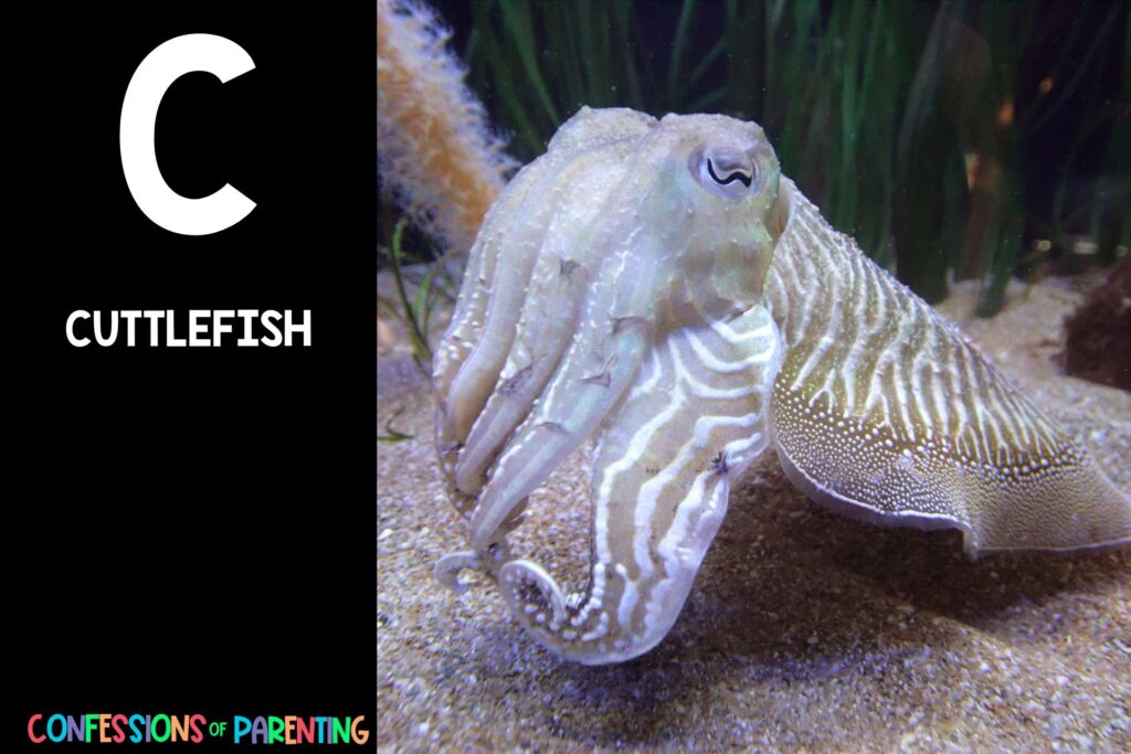 Sea Animals That Start With C: Cuttlefish