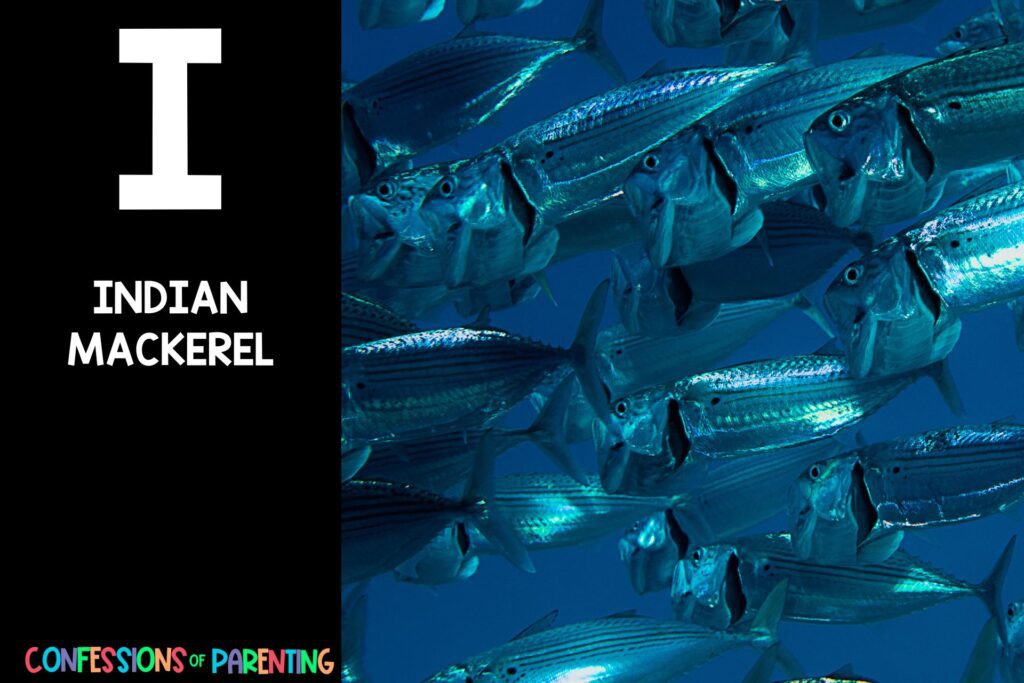 Sea Animals That Start With I: Indian mackerel