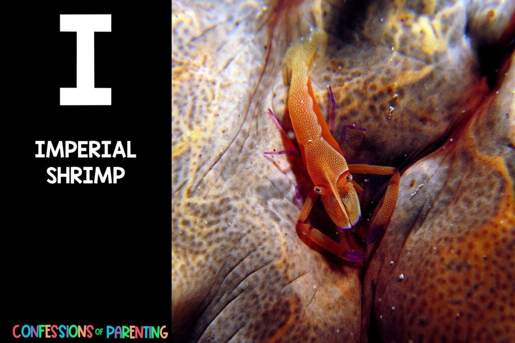Sea Animals That Start With I: imperial shrimp