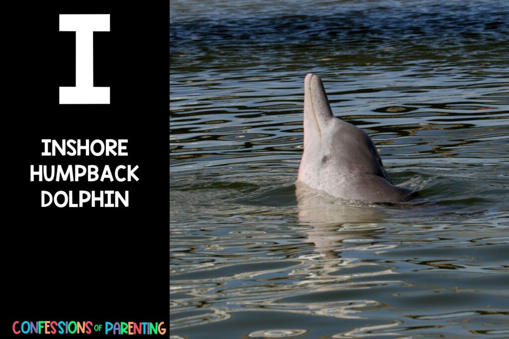 Sea Animals That Start With I: Inshore humpback dolphin
