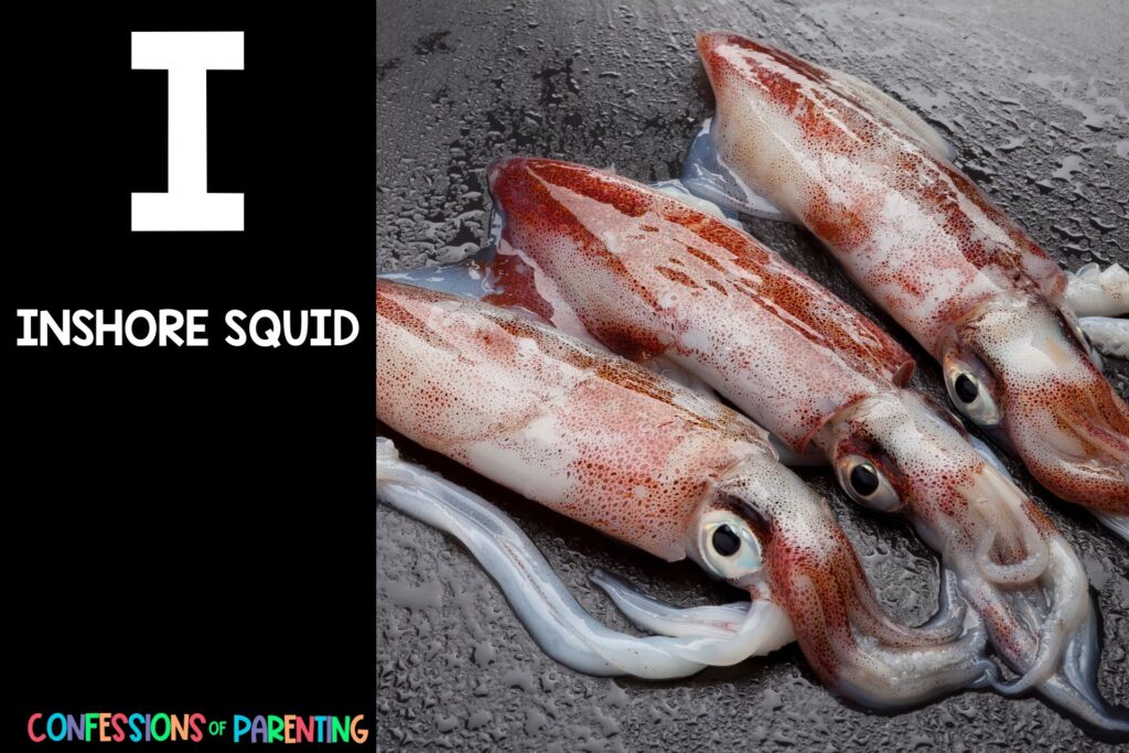 Sea Animals That Start With I: Inshore squid