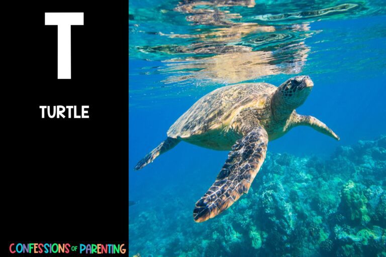 51 Fun Sea Animals That Start With T [Plus Facts]