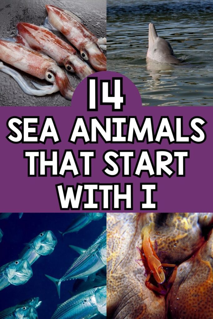 collage image of Sea Animals That Start With I in purple background