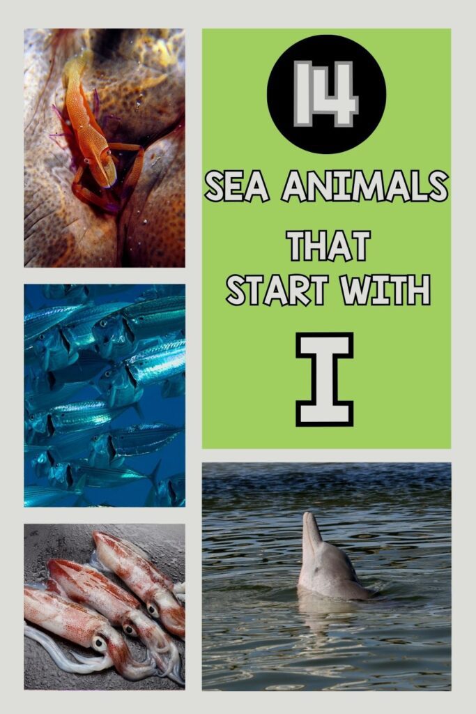 pin image of Sea Animals That Start With I in green background