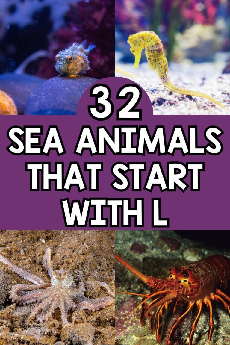 32 Fun Sea Animals That Start With L [Plus Facts]