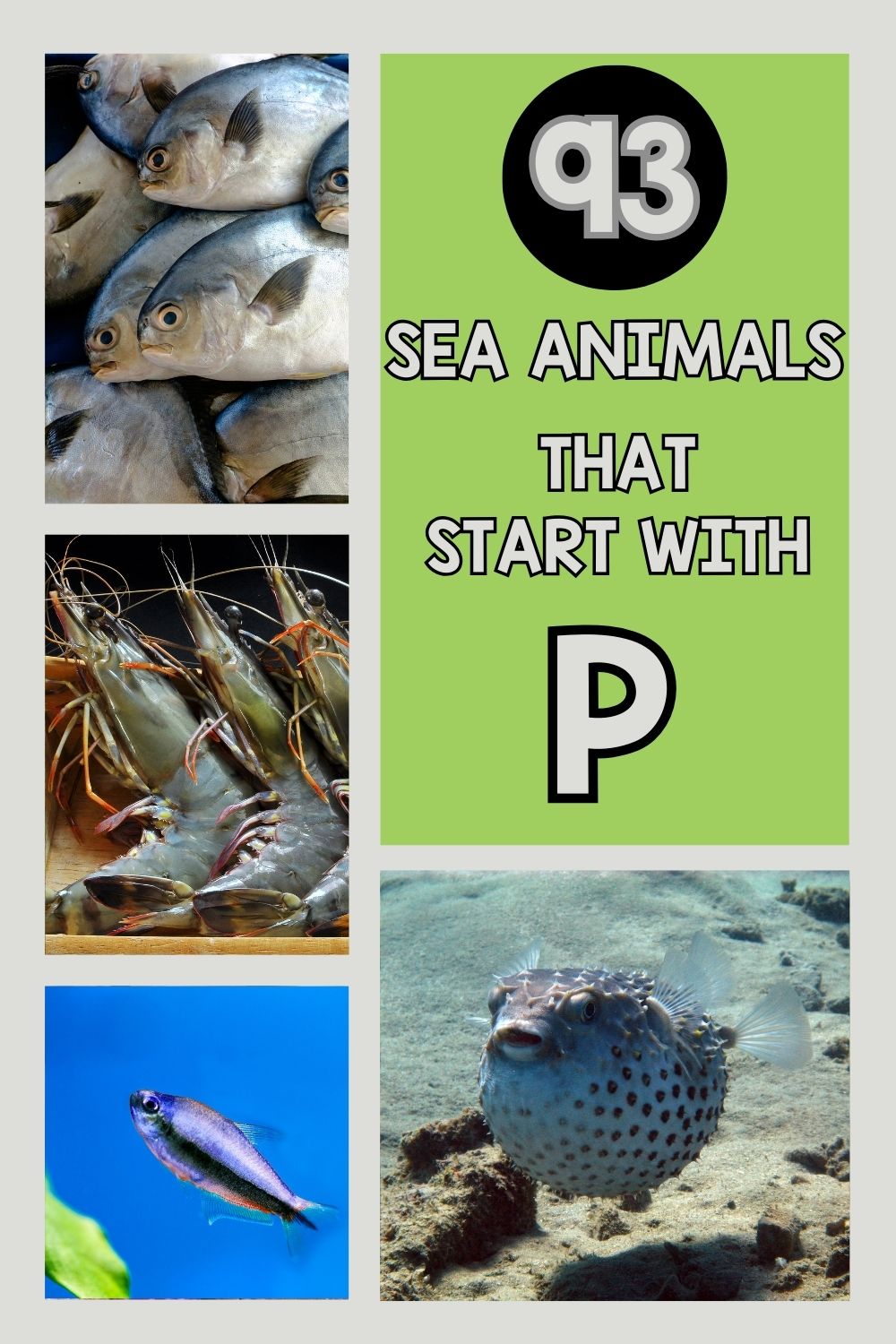 93 Fun Sea Animals That Start With P [Plus Facts]