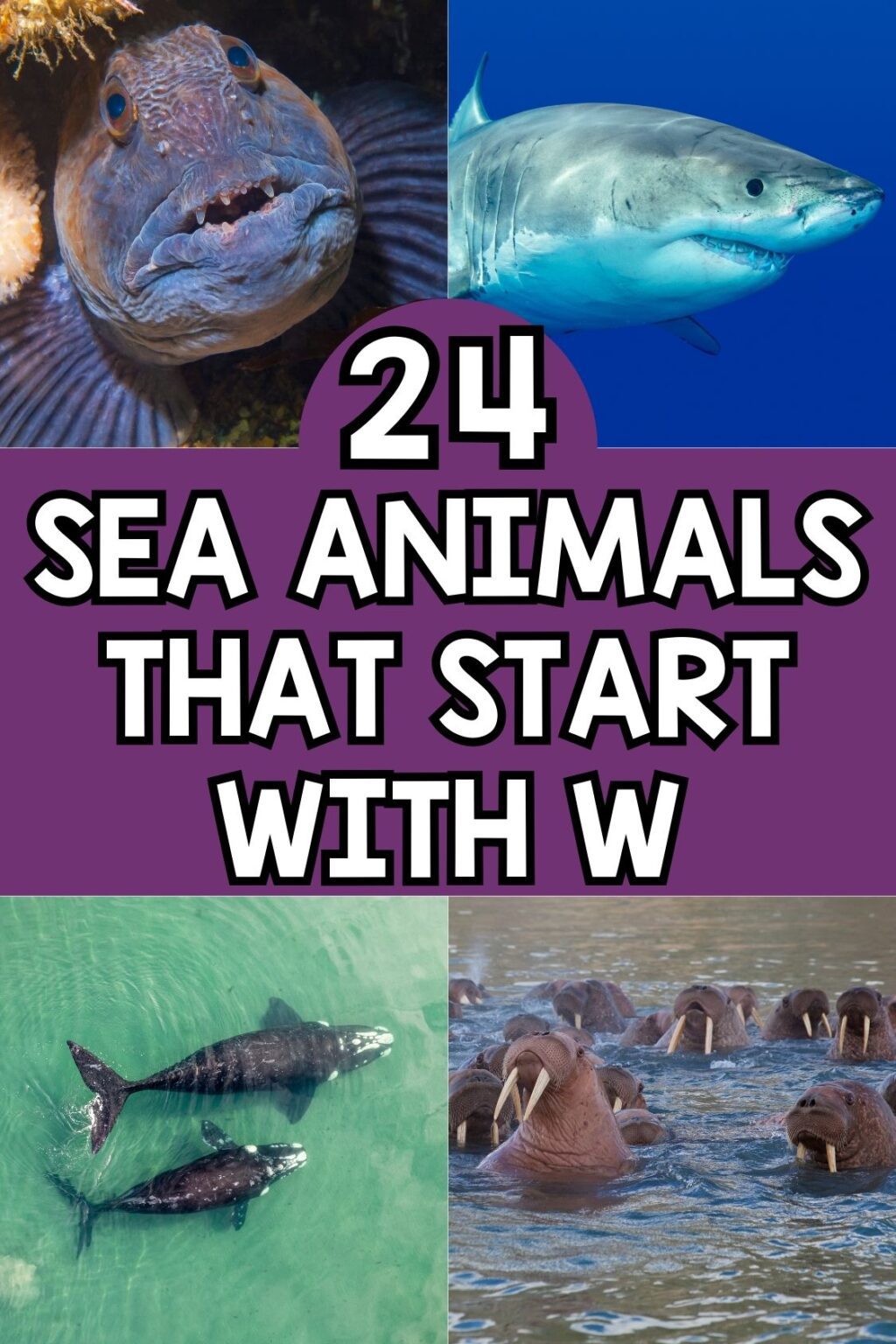 24 Fun Sea Animals That Start With W [Plus Facts]
