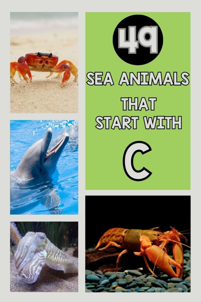 collage image of different Sea Animals That Start With C in green background