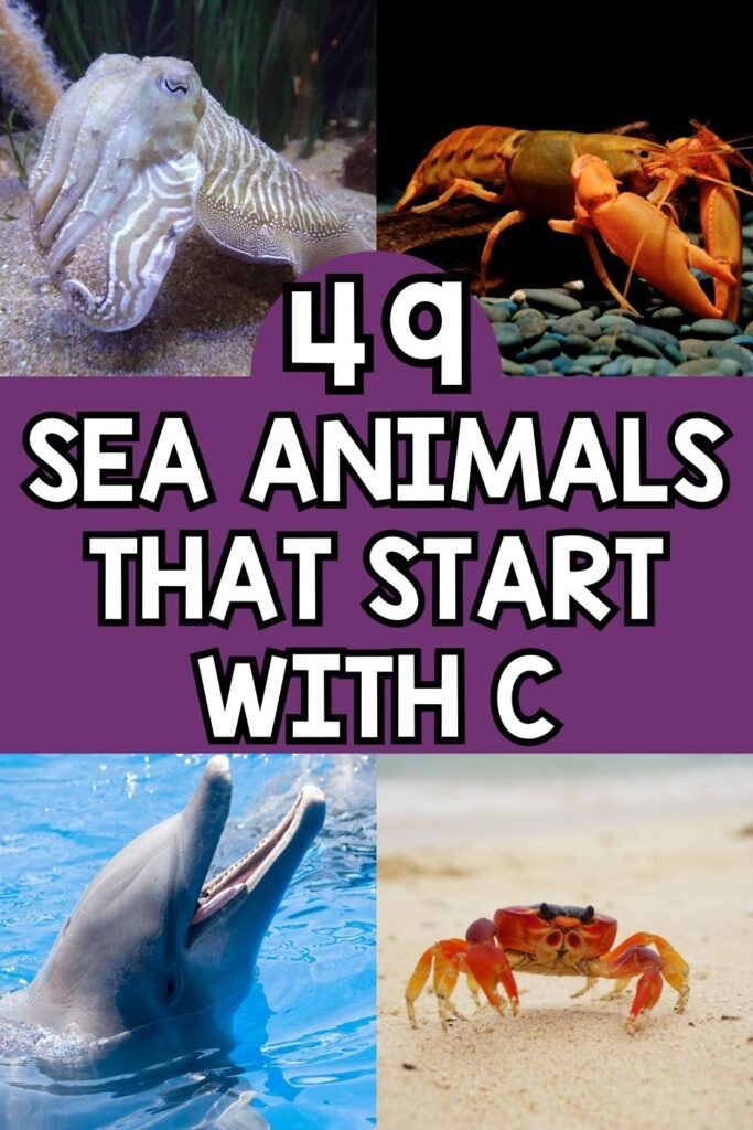 pin image of Sea Animals That Start With C in pink background