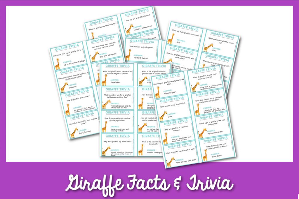6 Giraffe facts and giraffe trivia PDF on white background and purple border. 